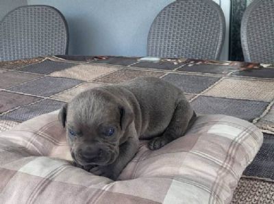 Cane Corso, rezervacija tenaca